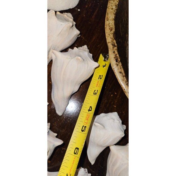 18 Lot: 16 Seashells &2 Puff Sand Dollars w/Brown Ceramic Display Bowl - Picture 7 of 12